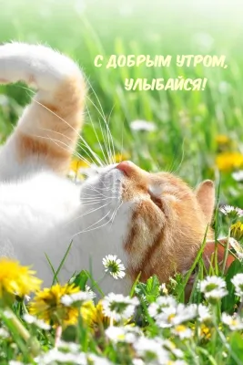 Скриншот приложения Открытки на все случаи жизни - №5