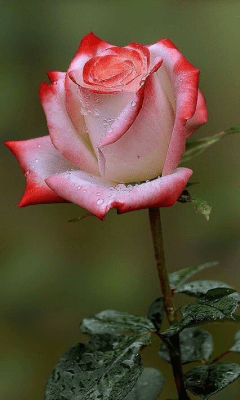 Скриншот приложения Flowers - №3