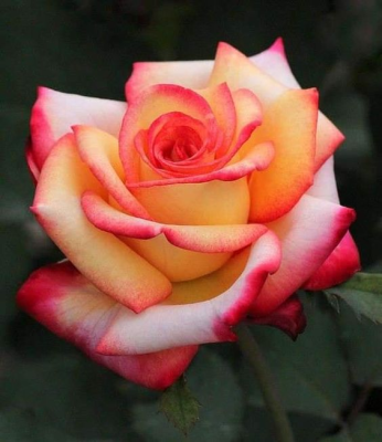 Скриншот приложения Flowers - №4