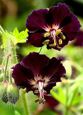 Скриншот приложения Flowers - №6