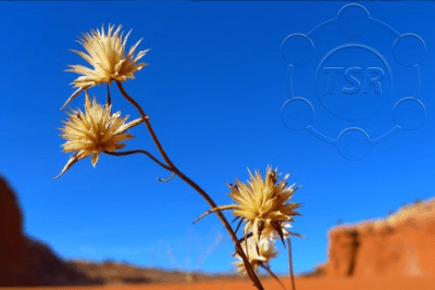 Скриншот приложения TSR Watermark Image Free - №3