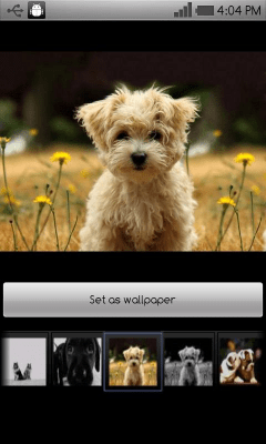 Скриншот приложения Beautiful dog wallpapers - №3