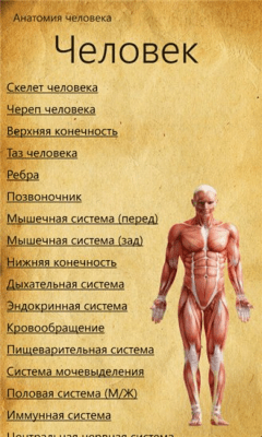 Скриншот приложения Анатомия человека - №4