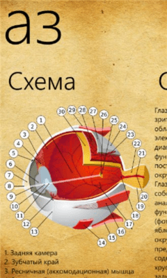 Скриншот приложения Анатомия человека - №7