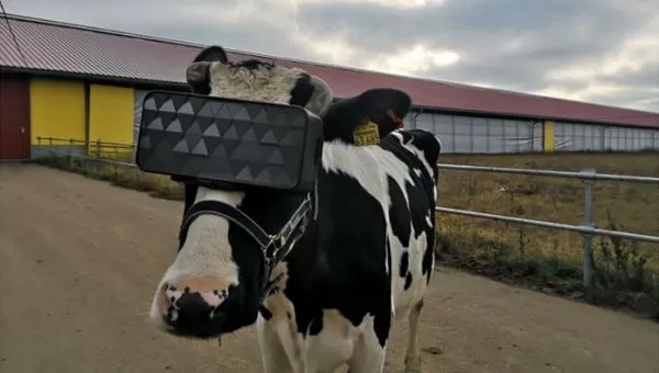 Подмосковных коров отправили в виртуальную реальность