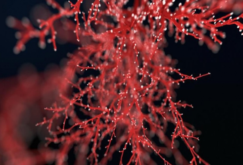 Воссоздание кровеносных сосудов из стволовых клеток